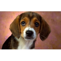Beagle, ,     