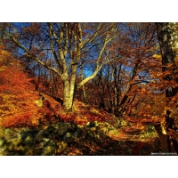 Осенний лес, картинки - фон для рабочего стола