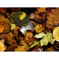 Осенний мольберт, картинки и широкоформатные обои для рабочего стола бесплатно