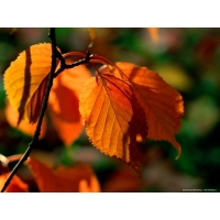 Осенняя листва, лучшие обои для рабочего стола и картинки