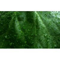 Зеленый лист в каплях картинки, обои и картинки для компьютера