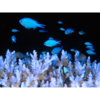 Фото рыбок в кораллах картинки, картинки и обои для рабочего стола 1024 768