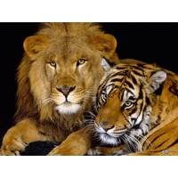 Тигрица со Львом красивые обои на рабочий стол