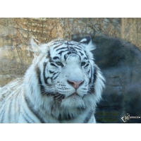 Белый бенгальский тигр красивые обои и фото установить на рабочий стол