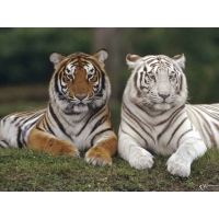 Белый тигр и серый тигр картинки и рисунки для рабочего стола скачать бесплатно