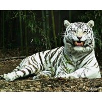 Белый тигр улыбается картинки и обои, смена рабочего стола