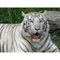 Уставший белый тигр картинки и обои, поменять рабочий стол