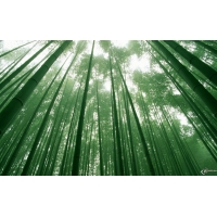 Бамбуковый лес картинки, обои на новые рабочие столы