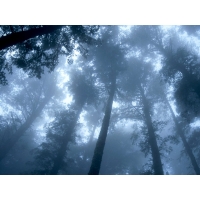 Туманный лес фото на комп и обои