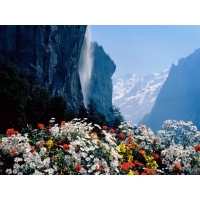 Цветы в горах скачать картинки и обои на рабочий стол