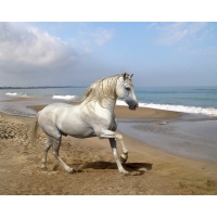 White Horse      