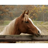Autumn Horse ,      