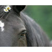 The Soul of a Horse  -    