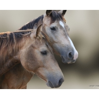Horse love    -    