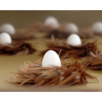 Яйца в гнездах бесплатные фото на рабочий стол и картинки