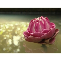 Красивый цветок Лотуса заставки на рабочий стол бесплатно
