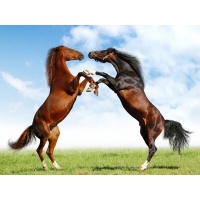 Fight of Horses       1024 768