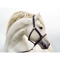 White Horse    -    
