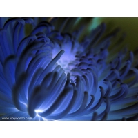 Blue Flower 3d    -    