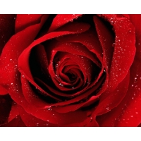 Red Rose картинки и красивые обои, изменение рабочего стола