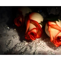 Розы в темноте бесплатные картинки на рабочий стол и обои