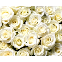 Белые розы картинки, бесплатные заставки на рабочий стол