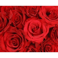 Красные розы картинки, обои на рабочий стол широкоформатный