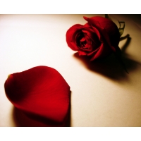 Лепесток розы картинки, фото на прикольный рабочий стол
