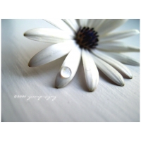 White Flower by jump-4-joy          