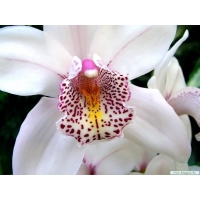 Белая орхидея картинки и новые обои на рабочий стол