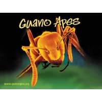 Guano Apes ,     