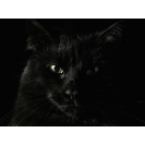 Морда чёрного кота во весь экран, фоновые рисунки на рабочий стол