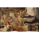 Деловой кот - обои и фото на красивый рабочий стол скачать