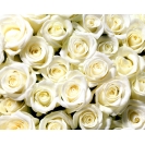 Белые розы картинки, бесплатные заставки на рабочий стол