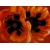 Oriental Poppies, 1927, Georgia O Oriental Poppies, 1927, Georgia O