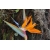Bird Of Paradise Plant лучшие обои для рабочего стола и картинки Bird Of Paradise Plant лучшие обои для рабочего стола и картинки