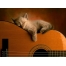 (1600х1200, 453 Kb) Спящий музыкант котенок на гитаре, фото и  красивый рабочий стол скачать