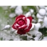 (1024х768, 101 Kb) Снежная роза - фото на рабочий стол бесплатно, обои цветы