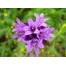 (1024х768, 77 Kb) Фиолетовые колокольчики в саду - клевые картинки - тюнинг рабочего стола, цветы