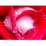 (1024х768, 109 Kb) Утренняя роса алой розе - обои для рабочего стола высокого разрешения, тема - цветы