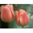 (1024х768, 73 Kb) Два нежных тюльпана в клумбе - заставки на рабочий стол и прикольные картинки, цветы