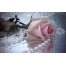 (1280х800, 520 Kb) белый жемчуг и роза, картинки, заставки на рабочий стол бесплатно