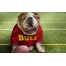 (1280800, 420 Kb) Bulldog fan,         