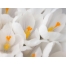 (1600х1200, 120 Kb) Белые цветы, картинки и красивые обои, изменение рабочего стола