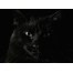 (1600х1200, 276 Kb) Морда чёрного кота во весь экран, фоновые рисунки на рабочий стол