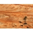 (1600х1200, 380 Kb) Одиночное дерево на каменистой почве, картинки на рабочий стол и обои скачать бесплатно
