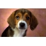 Beagle, 