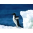 (1024х768, 69 Kb) Пингвин, фото на рабочий стол и картинки