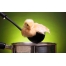(1920х1200, 470 Kb) Цыпленок, скачать обои для рабочего стола и фото