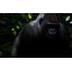 (1920х1200, 333 Kb) черная горилла из джунглей картинки, картинки и качественные обои на рабочий стол